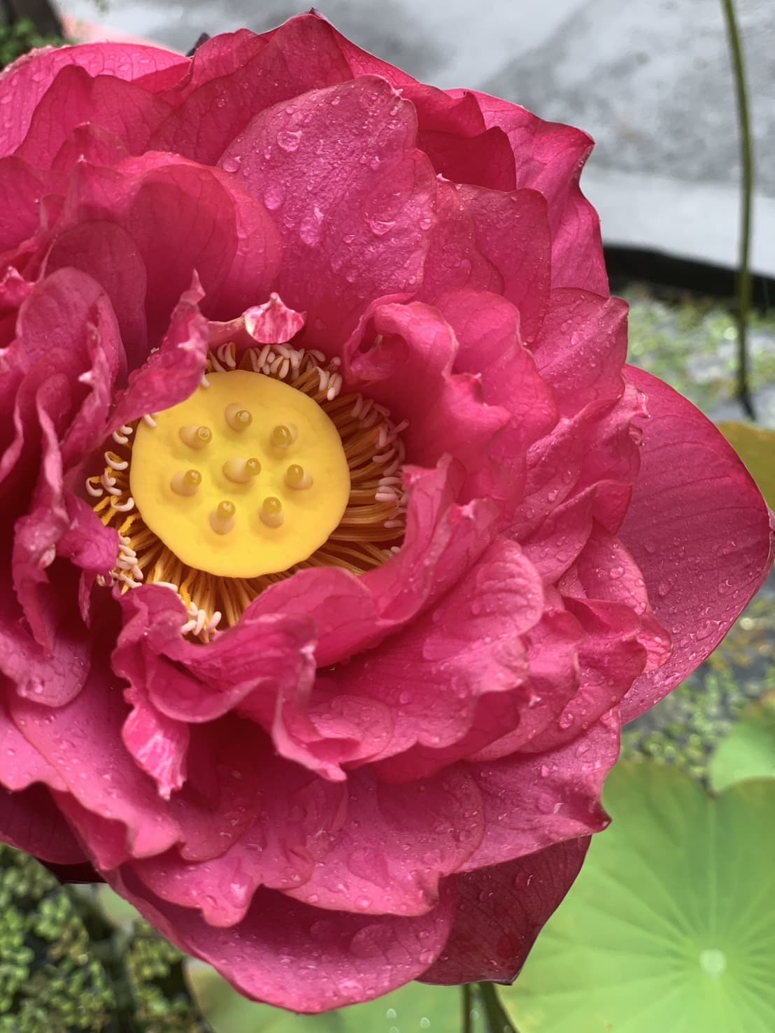 Focused Center - The Magic Ingredient